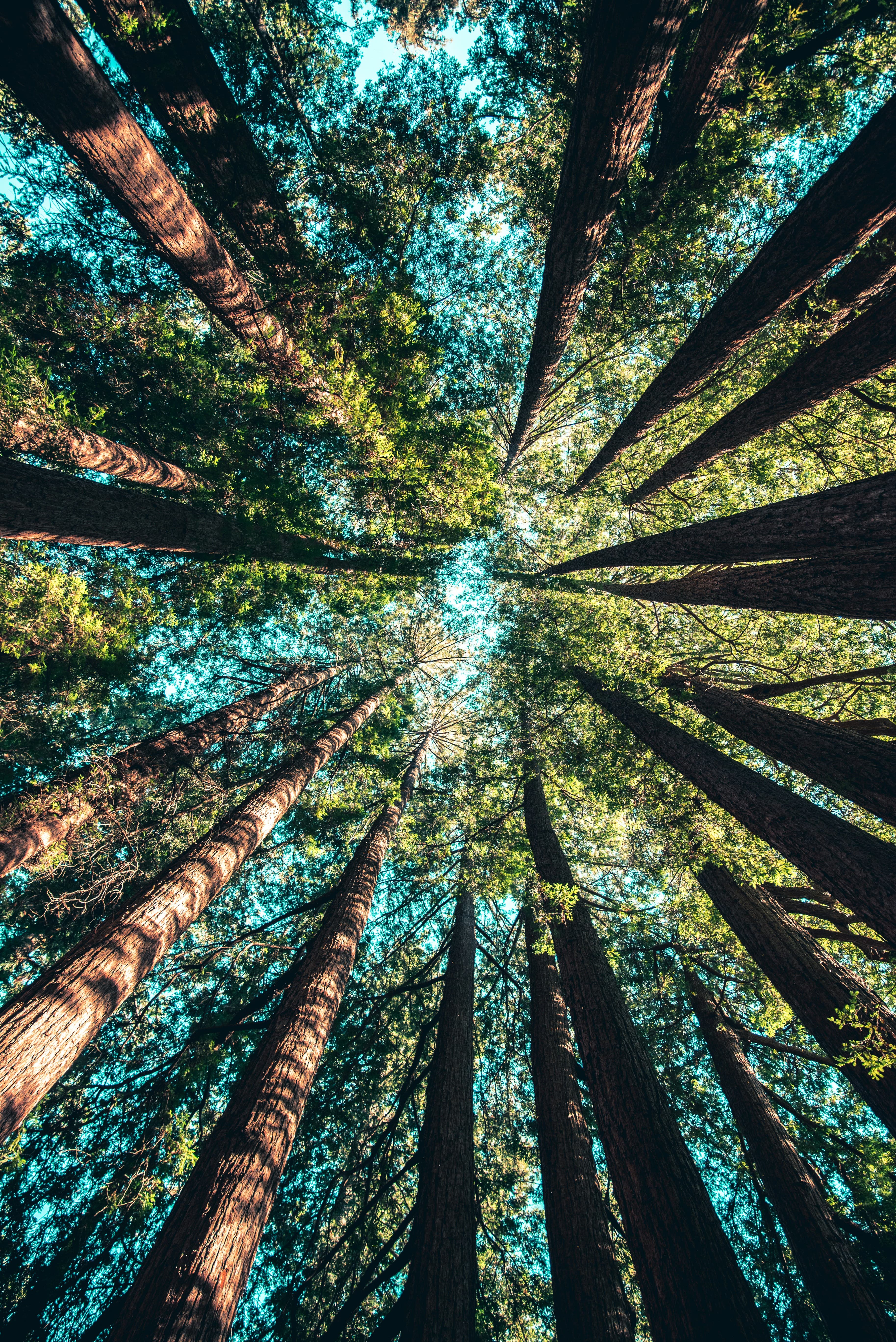 Nature 1