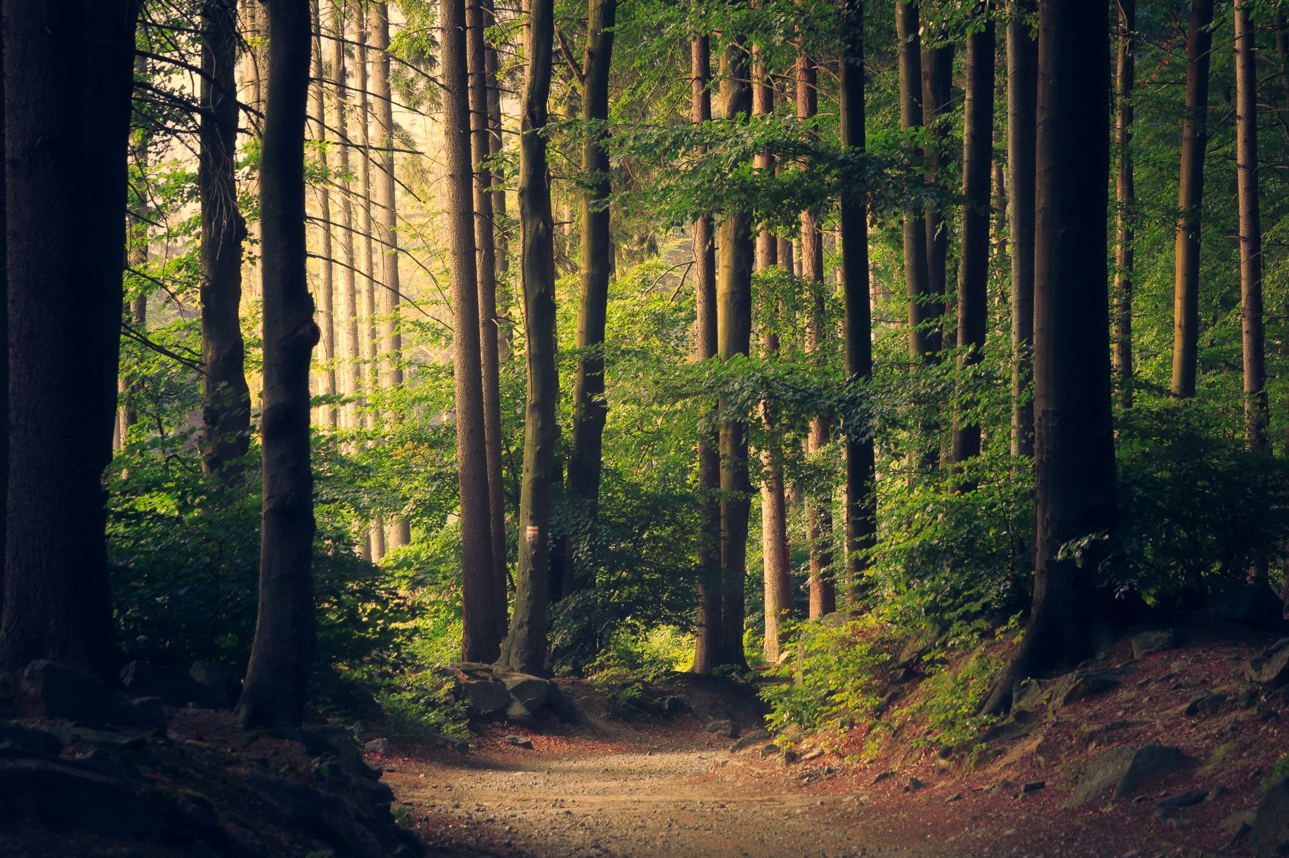 Nature 2