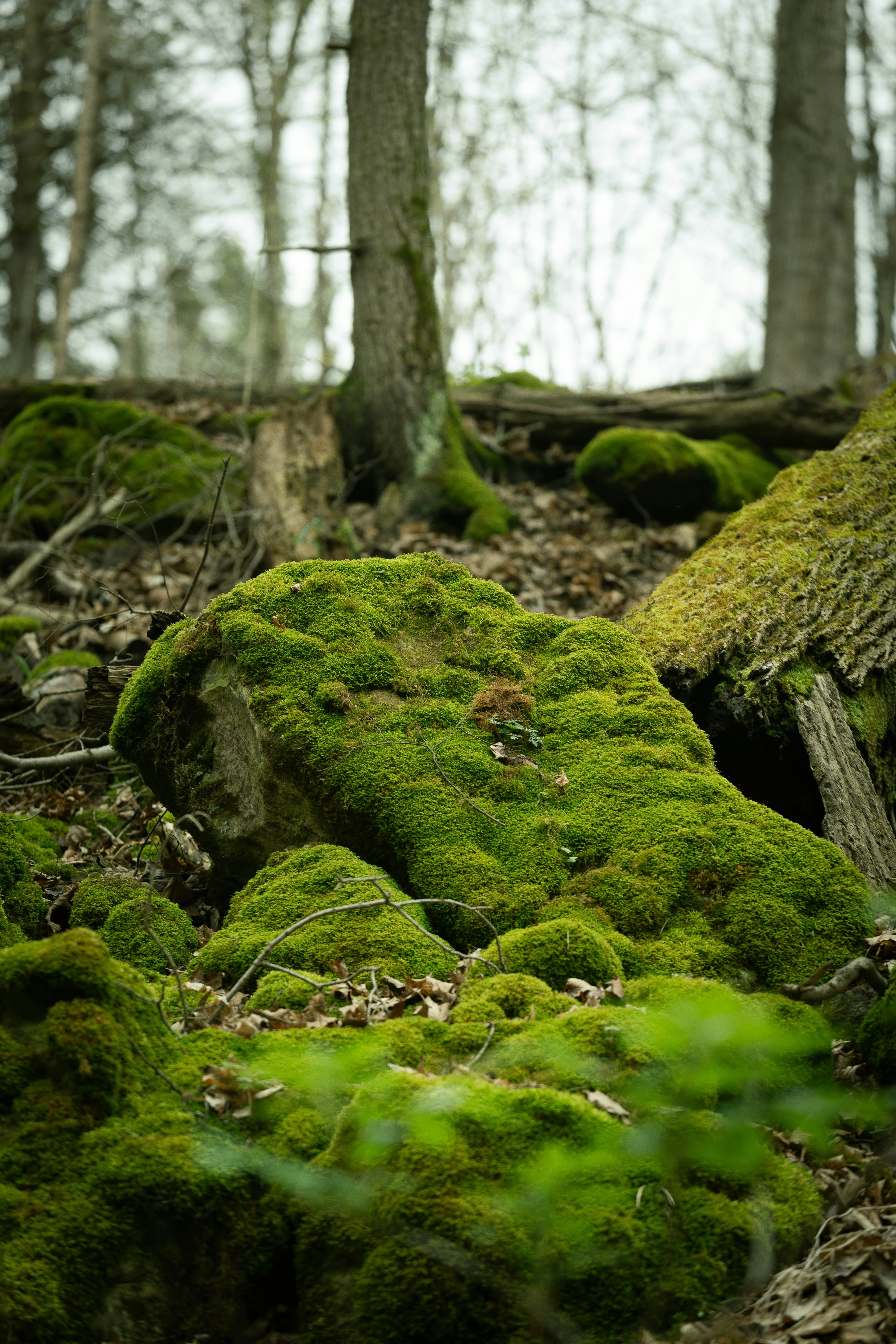 Nature 4
