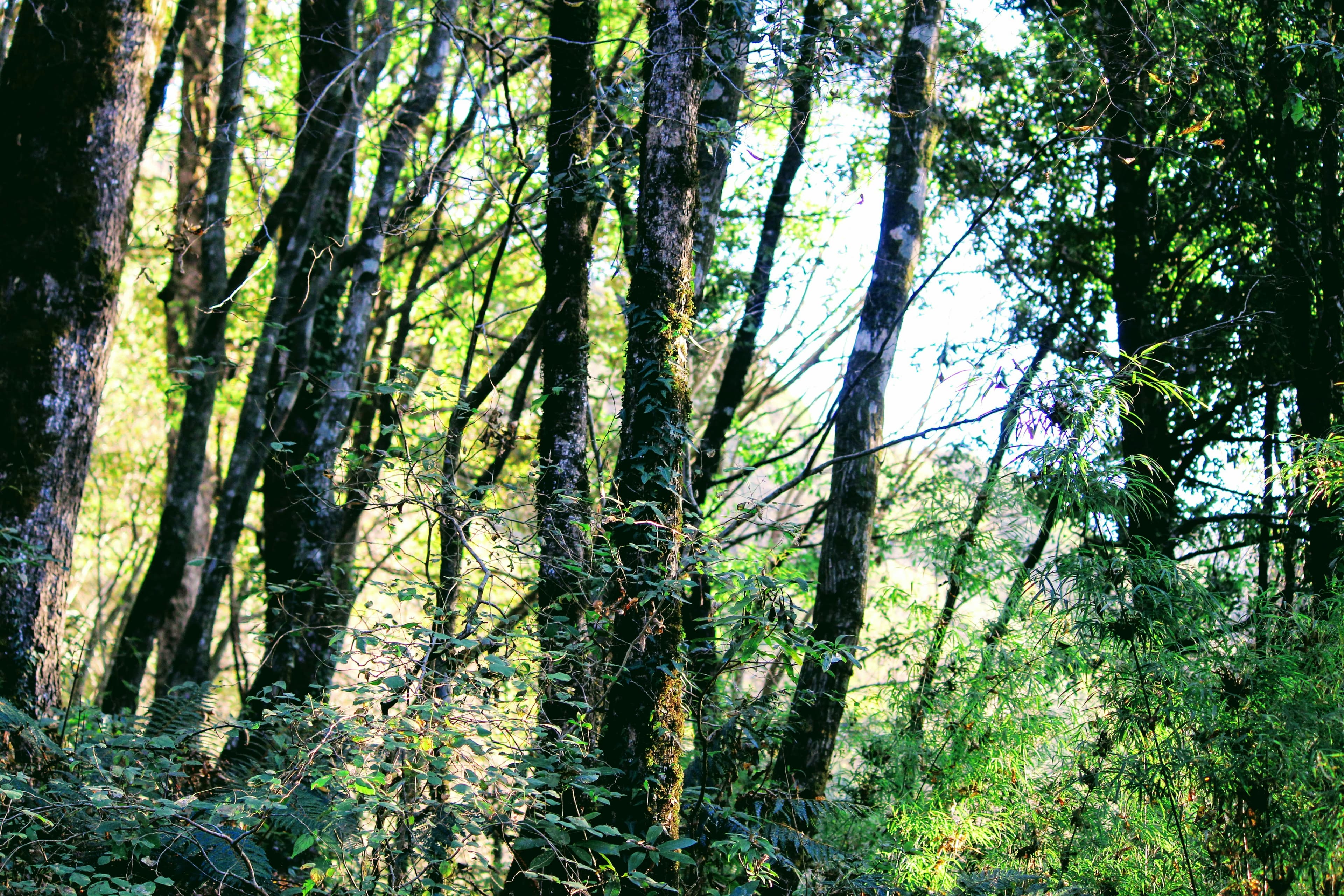 Nature 5