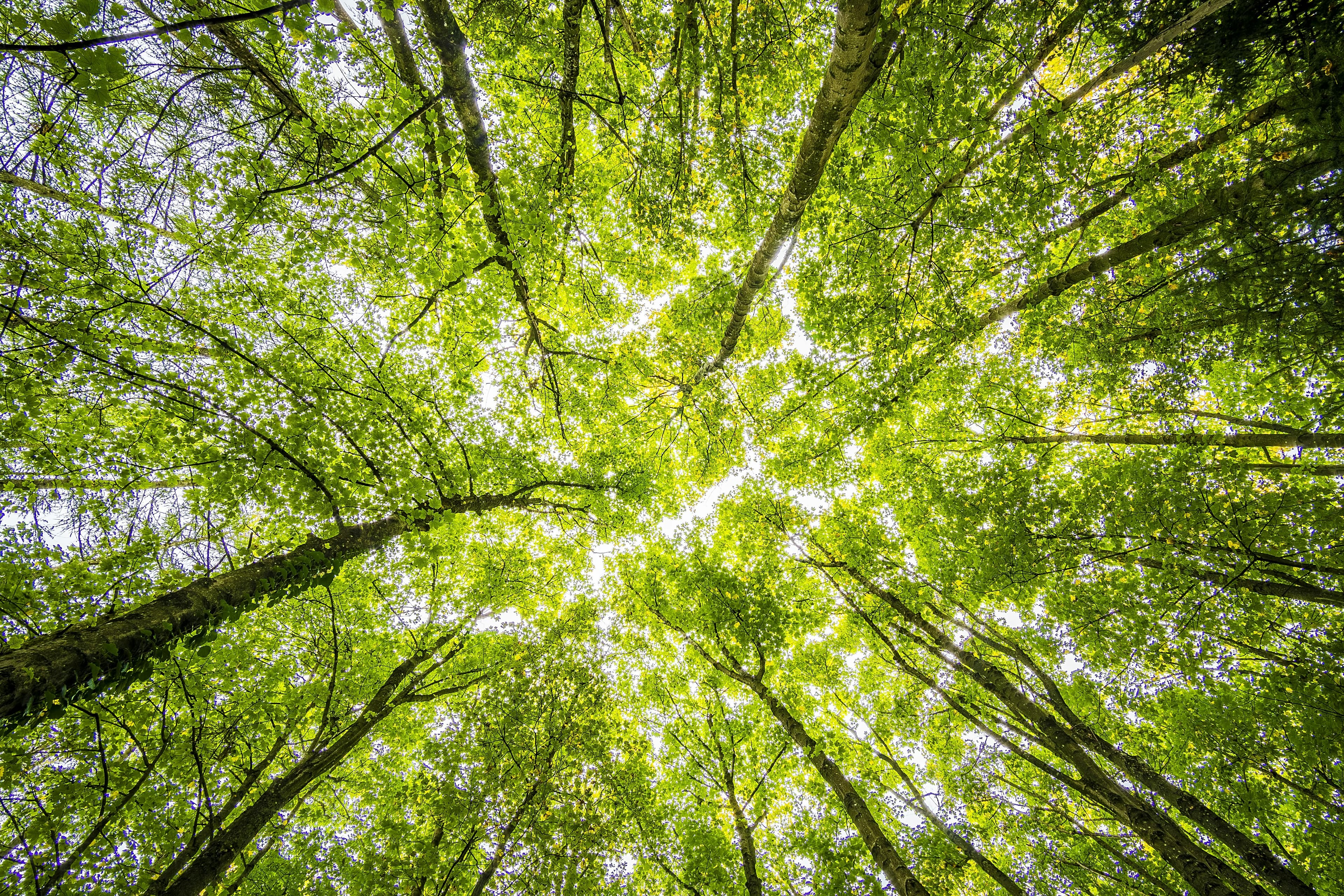 Nature 6